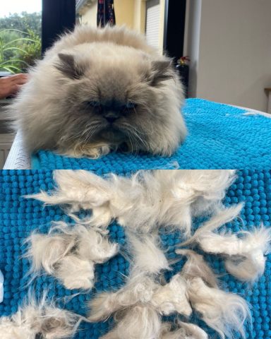 Foto eines Perserkaters nach der Pflege bei Dée Scherer Salon & Spa für Vierbeiner