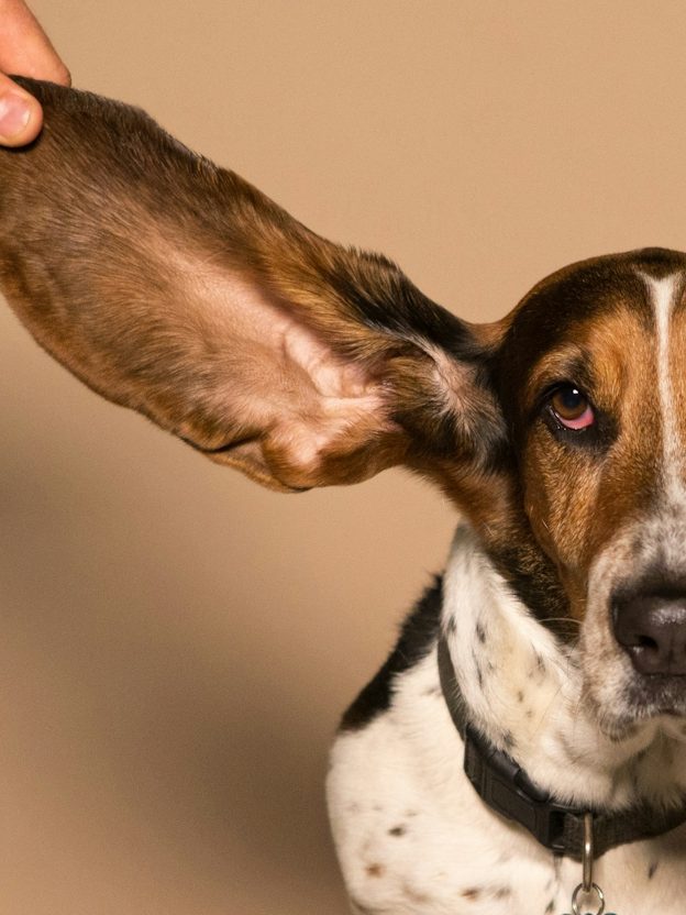 Eine Hand hält das sehr große Ohr eines Hundes der Rasse Basset hoch.