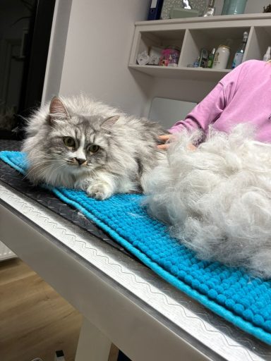 Foto einer British Kurzhaar Mix Katze nach der Pflege bei Dée Scherer Salon & Spa für Vierbeiner
