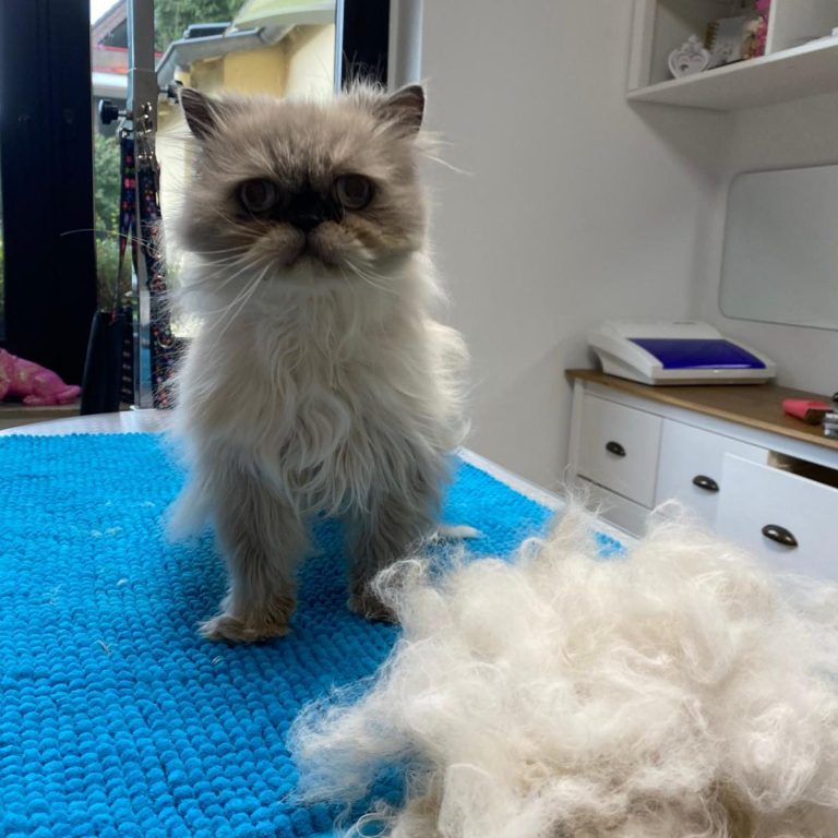Eine hellgraue Perserkatze wurde im Salon von Dée Scherer gepflegt & sitzt neben einem großen Berg herausgebürsteter Unterwolle