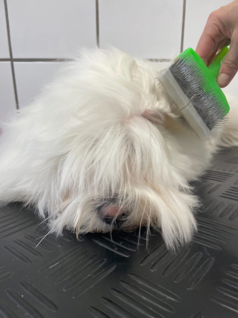Ein weißer Hund der Rasse Bolonka wird geföhnt und sanft mit einer Bürste gekämmt.