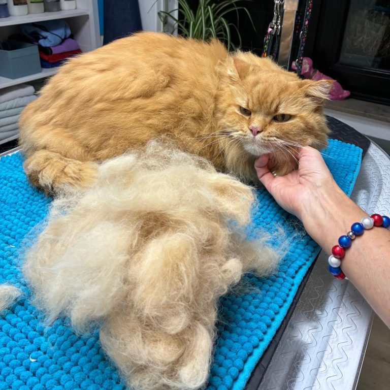 Eine rote Perserkatze wurde im Salon von Dée Scherer gepflegt & sitzt neben einem großen Berg herausgebürsteter Unterwolle