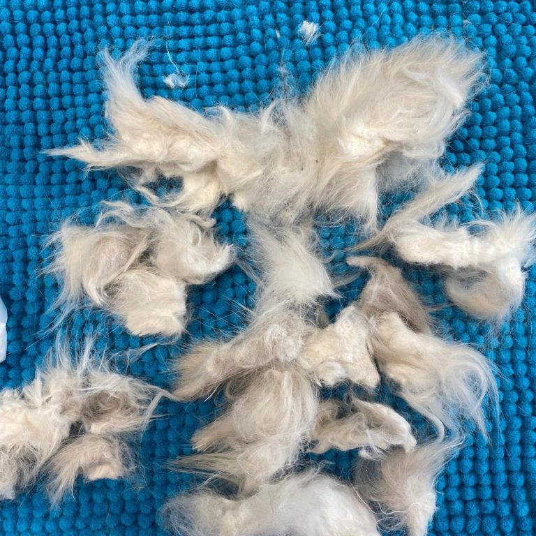 Foto von diversen herausgeschnittenen Verfilzungen, die sich im Fell des Perserkaters befanden