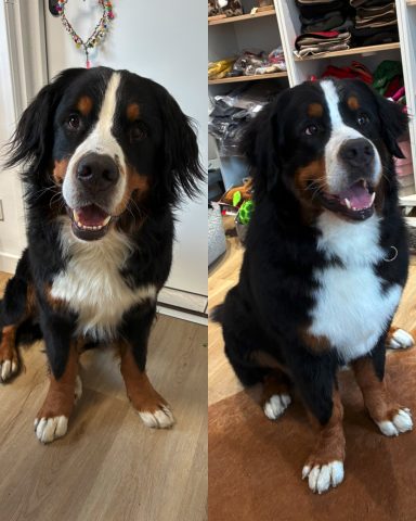Berner Sennenhund Foto eines Hundes der Rasse Berner Sennenhund vor und nach der Pflege bei Dée Scherer Salon & Spa für Vierbeiner