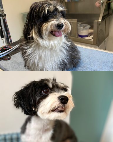 Maltipoo Foto eines Hundes der Rasse Maltipoo vor und nach der Pflege bei Dée Scherer Salon & Spa für Vierbeiner