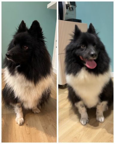 Elo Foto eines Hundes der Rasse Elo vor und nach der Pflege bei Dée Scherer Salon & Spa für Vierbeiner