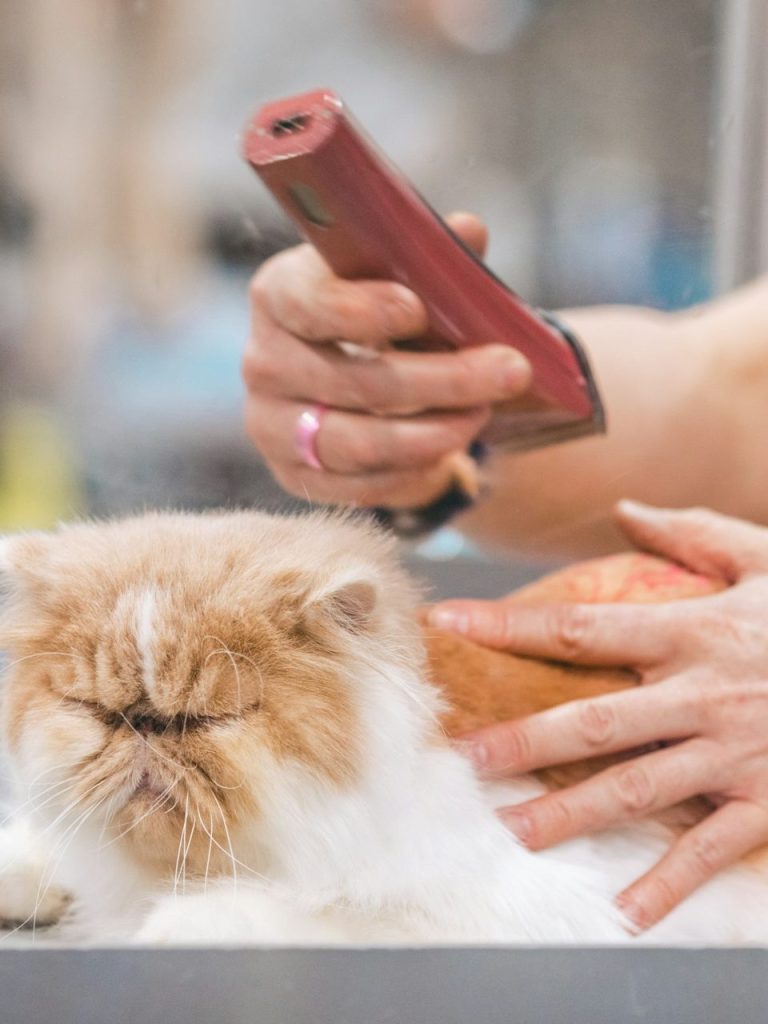 Groomerin Desirée Scherer schneidet das Fell eines weißen Hundes der Rasse Bichon Frisé in ihrem Salon.