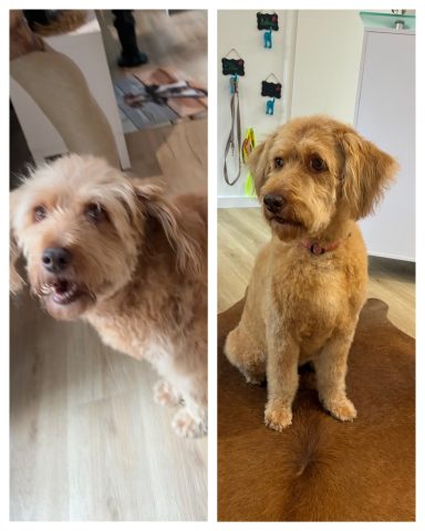 Spanischer Wasserhund-Mix Foto eines Hundes der Rasse Spanischer Wasserhund-Mix vor und nach der Pflege bei Dée Scherer Salon & Spa für Vierbeiner