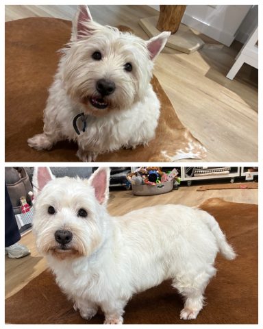 West Highland Terrier Foto eines Hundes der Rasse West Highland Terrier vor und nach der Pflege bei Dée Scherer Salon & Spa für Vierbeiner