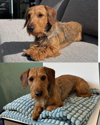 Foto eines Hundes der Rasse Rauhaardackel vor und nach der Pflege bei Dée Scherer Salon & Spa für Vierbeiner