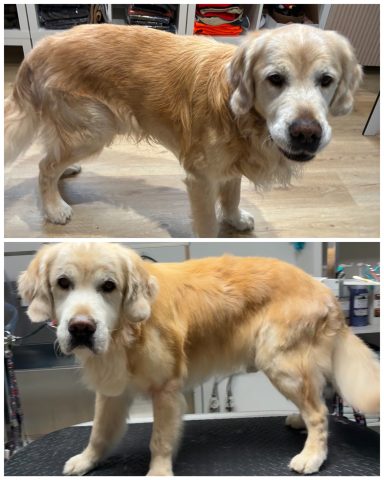 Golden Retriever Foto eines Hundes der Rasse Golden Retriever vor und nach der Pflege bei Dée Scherer Salon & Spa für Vierbeiner