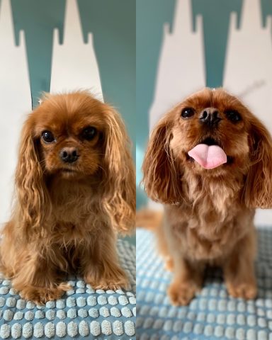 Cavalier King Charles Foto eines Hundes der Rasse Cavalier King Charles vor und nach der Pflege bei Dée Scherer Salon & Spa für Vierbeiner
