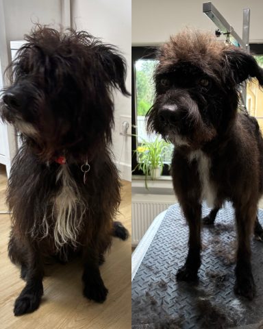 Schnauzer-Border Collie-Mix Foto eines Hundes der Rasse Schnauzer-Border Collie-Mix vor und nach der Pflege bei Dée Scherer Salon & Spa für Vierbeiner