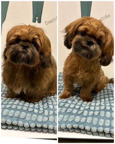 Shih Tzu Foto eines Hundes der Rasse Shih Tzu vor und nach der Pflege bei Dée Scherer Salon & Spa für Vierbeiner