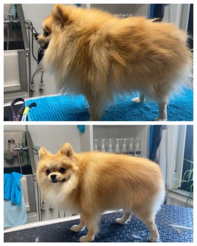 Pomeranian Dieser Pomeranian wurde mit dem Unterwoll-Programm im Hundesalon Dée Scherer Salon & Spa für Vierbeiner gepflegt