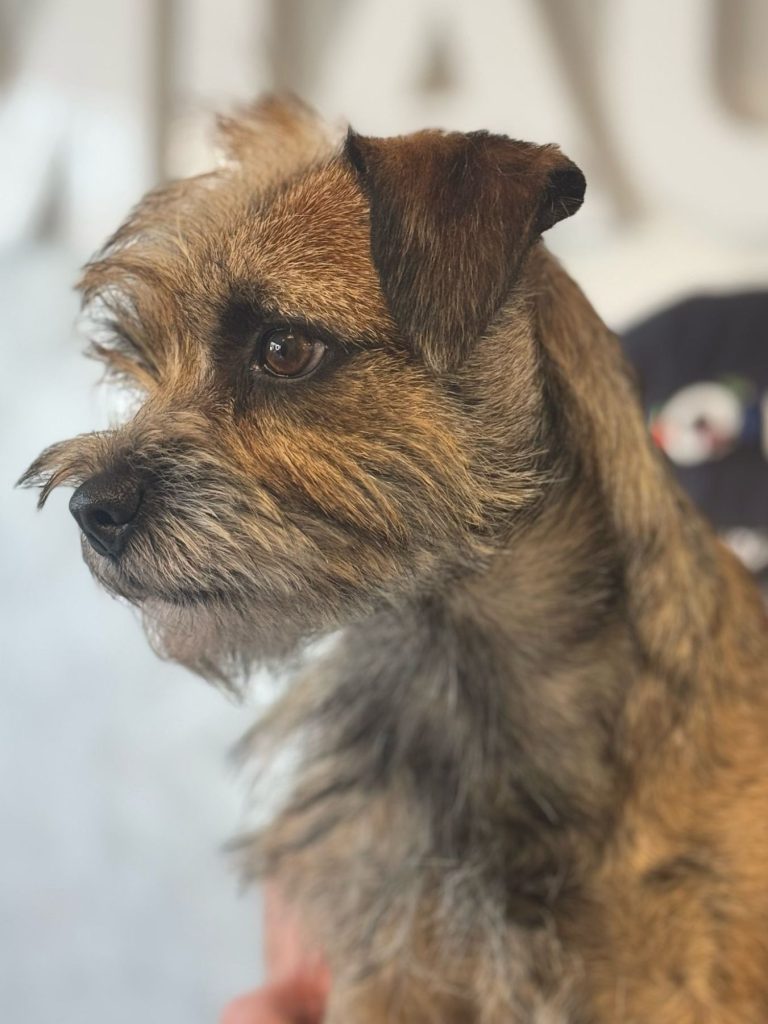 Braun-gestromter Hund der Rasse Border Terrier in seitlicher Profilansicht, bei der eine Seite bereits getrimmt wurde, die andere noch nicht