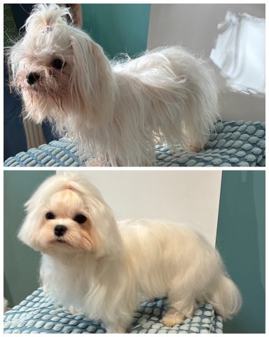 Malteser Foto eines Hundes der Rasse Malteser vor und nach der Pflege bei Dée Scherer Salon & Spa für Vierbeiner