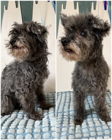 Terrier-Mix Foto eines Hundes der Rasse Terrier-Mix vor und nach der Pflege bei Dée Scherer Salon & Spa für Vierbeiner