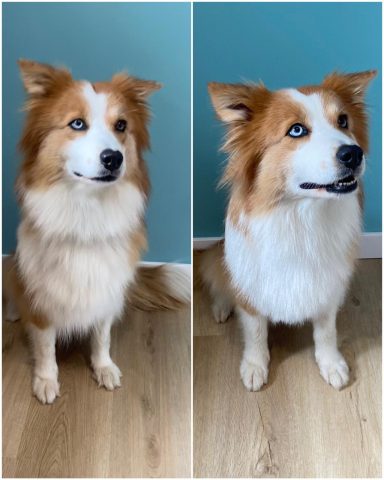 Elo Foto eines Hundes der Rasse Elo vor und nach der Pflege bei Dée Scherer Salon & Spa für Vierbeiner