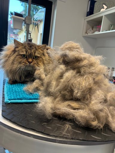 Foto einer British Langhaar Katze nach der Pflege bei Dée Scherer Salon & Spa für Vierbeiner