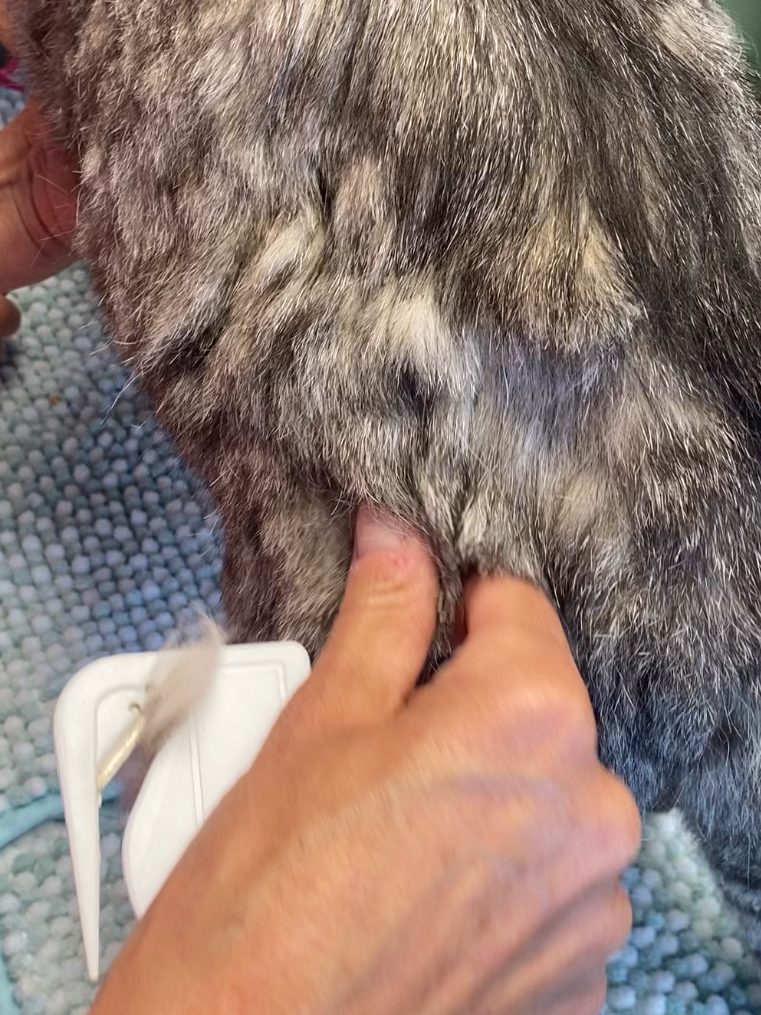 Nahaufnahme eines grauen Katers mit auffälligen grünen Augen.