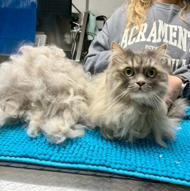 Foto einer Ragdoll-Perser-Mix Katze nach der Pflege bei Dée Scherer Salon & Spa für Vierbeiner