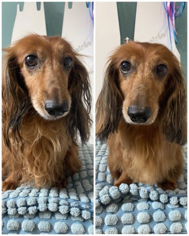 Langhaardackel Foto eines Hundes der Rasse Langhaardackel vor und nach der Pflege bei Dée Scherer Salon & Spa für Vierbeiner