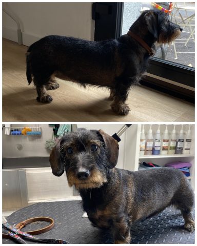 Rauhaardackel Foto eines Hundes der Rasse Rauhaardackel vor und nach der Pflege bei Dée Scherer Salon & Spa für Vierbeiner