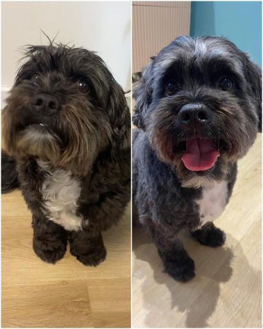 Pudel-Shih Tzu oto eines Hundes der Rasse Pudel-Shih Tzu vor und nach der Pflege bei Dée Scherer Salon & Spa für Vierbeiner