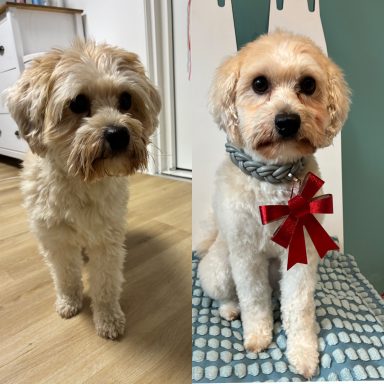 Malteser-Yorki-Mix Foto eines Hundes der Rasse Malteser-Yorki-Mix vor und nach der Pflege bei Dée Scherer Salon & Spa für Vierbeiner