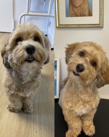 Havaneser Foto eines Hundes der Rasse Havaneser vor und nach der Pflege bei Dée Scherer Salon & Spa für Vierbeiner