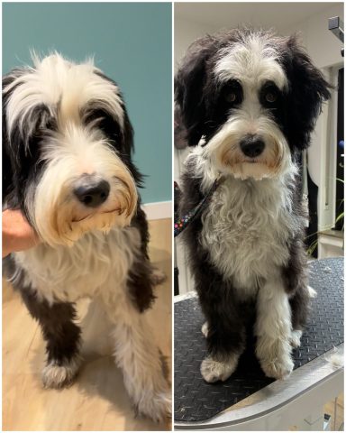 Portugiesischer Berghund-Mix Foto eines Hundes der Rasse Portugiesischer Berghund-Mix vor und nach der Pflege bei Dée Scherer Salon & Spa für Vierbeiner