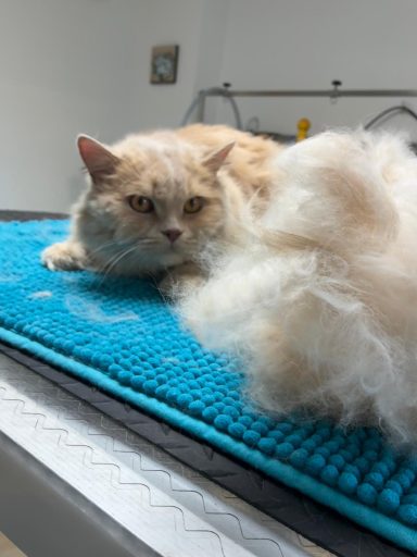 Foto eines British Langhaar Katers nach der Pflege bei Dée Scherer Salon & Spa für Vierbeiner