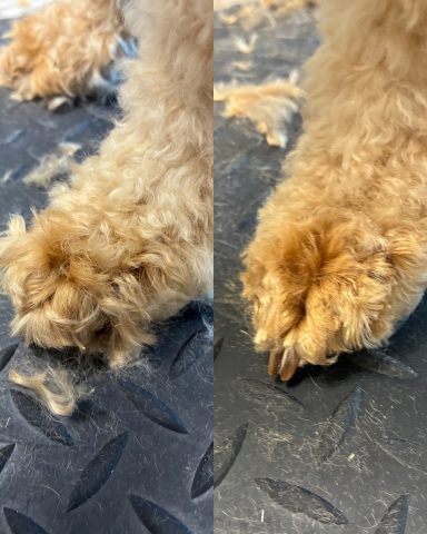 Cockapoo Foto der Pfoten eines Hundes der Rasse Cockapoo vor und nach der Pflege bei Dée Scherer Salon & Spa für Vierbeiner