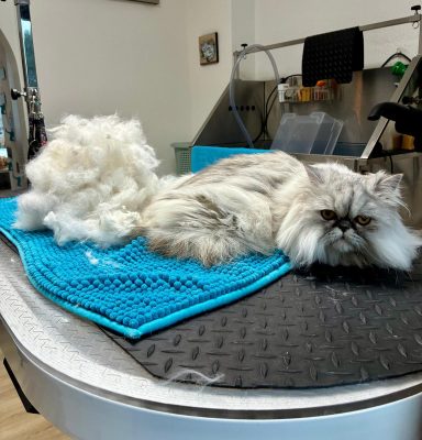 Foto einer Perserkatze nach der Pflege bei Dée Scherer Salon & Spa für Vierbeiner
