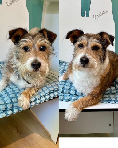 Foto eines Terrier-Mix Hundes vor und nach der Pflege bei Dée Scherer Salon & Spa für Vierbeiner