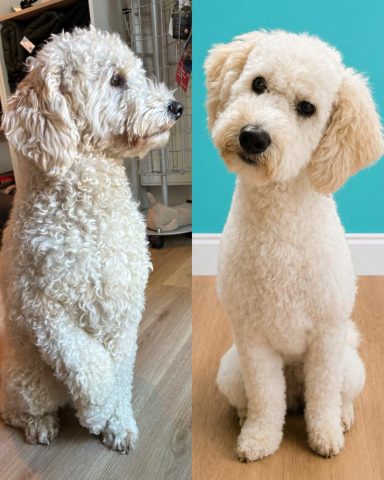 Foto eines Hundes der Rasse Golden Doodle vor und nach der Pflege bei Dée Scherer Salon & Spa für Vierbeiner