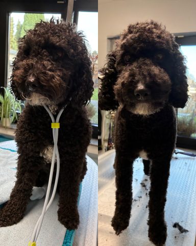 Pudel Foto eines Hundes der Rasse Pudel vor und nach der Pflege bei Dée Scherer Salon & Spa für Vierbeiner