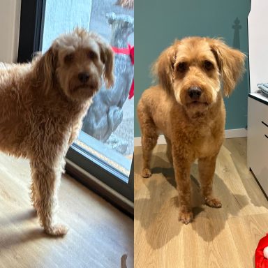 Spanischer Wasserhund-Mix Foto eines Hundes der Rasse Spanischer Wasserhund-Mix vor und nach der Pflege bei Dée Scherer Salon & Spa für Vierbeiner