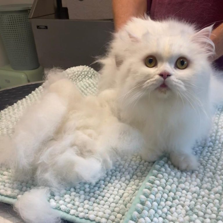 Eine schneeweiße Perserkatze wurde im Salon & Spa von Desirée Scherer gepflegt & sitzt neben einem großen Berg herausgebürsteter Unterwolle