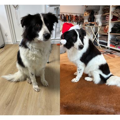 Border Collie Foto eines Hundes der Rasse Border Collie vor und nach der Pflege bei Dée Scherer Salon & Spa für Vierbeiner