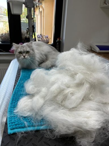 Foto einer Langhaarkatze nach der Pflege bei Dée Scherer Salon & Spa für Vierbeiner