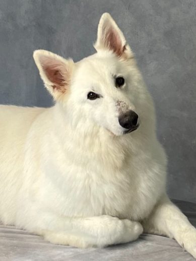 Weißer Schäferhund mit sehr gepflegtem Fell nach der Carding-Behandlung von Dée Scherer im Salon & Spa für Vierbeiner