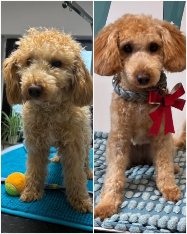 Pudel Foto eines Hundes der Rasse Pudel vor und nach der Pflege bei Dée Scherer Salon & Spa für Vierbeiner