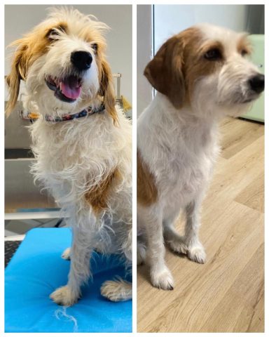 Rauhaar-Mischling Foto eines Rauhaar-Mischlings vor und nach der Pflege bei Dée Scherer Salon & Spa für Vierbeiner