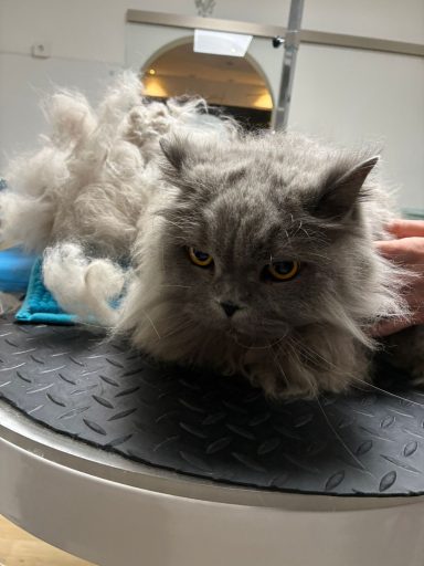 Foto eines British Langhaar Katers nach der Pflege bei Dée Scherer Salon & Spa für Vierbeiner