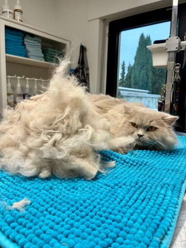 Foto eines BLH Katers nach der Pflege bei Dée Scherer Salon & Spa für Vierbeiner