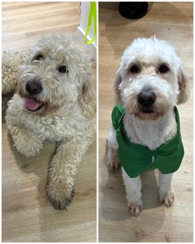 Goldendoodle Foto eines Hundes der Rasse Goldendoodle vor und nach der Pflege bei Dée Scherer Salon & Spa für Vierbeiner