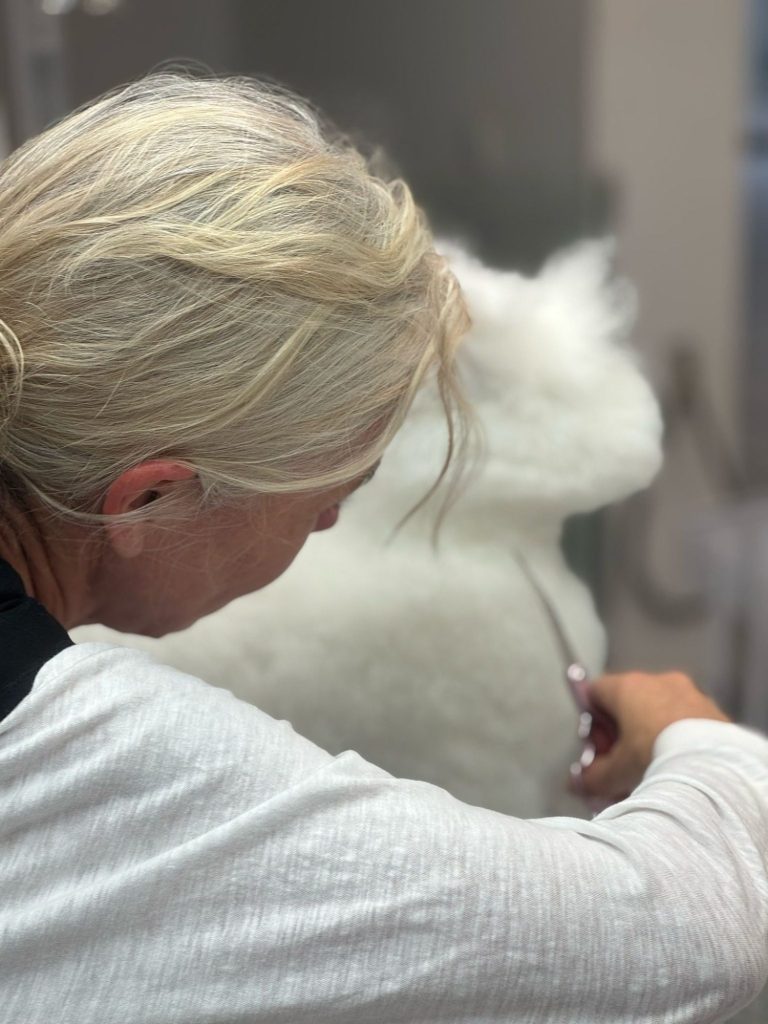 Groomerin Desirée Scherer schneidet das Fell eines weißen Hundes der Rasse Bichon Frisé in ihrem Salon.