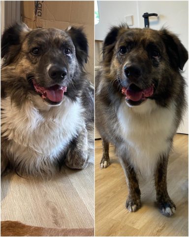 Hütehund Foto eines Hundes der Rasse Hütehund vor und nach der Pflege bei Dée Scherer Salon & Spa für Vierbeiner